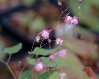 Reddish pink flowers and fresh green foliage